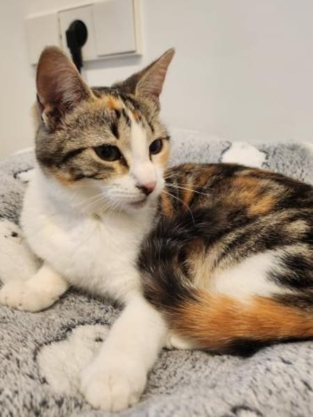 Junges Katzenmädchen Lulú