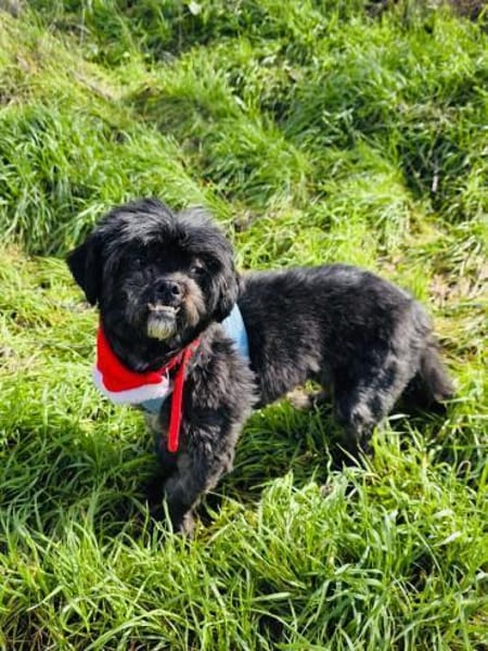 Cherry ein tolles Shih tzu Mädchen