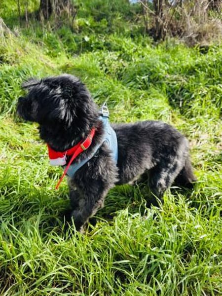 Cherry ein tolles Shih tzu Mädchen