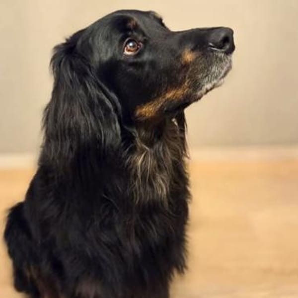 Arko - ländl. Zuhause,Garten wäre gut