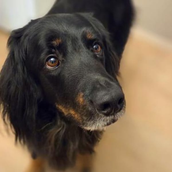 Arko - ländl. Zuhause,Garten wäre gut