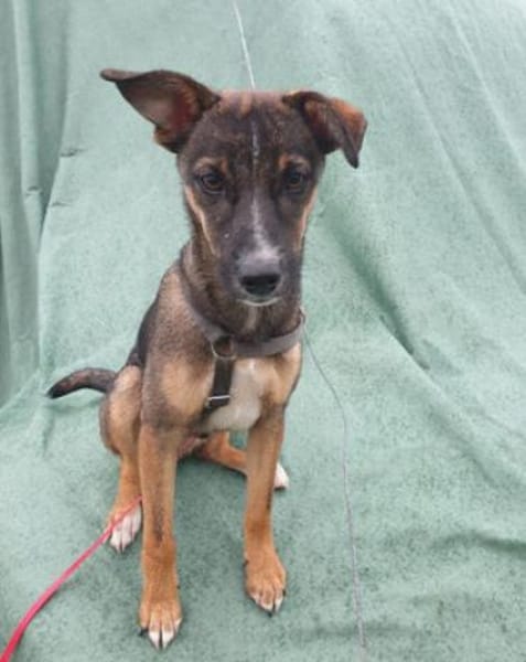 Arnaud ist ein pfiffiger, lieber Kerl!