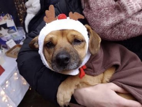 Handicap Goldschatz sucht Zuhause