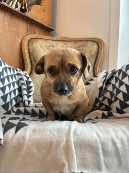 Handicap Goldschatz sucht Zuhause