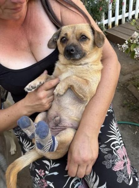 Handicap Goldschatz sucht Zuhause