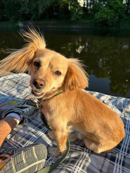 Kleiner MIO sucht ländliches Zuhause!