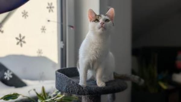 Schmusekatze ANNABELLE sucht ihr Zuhause