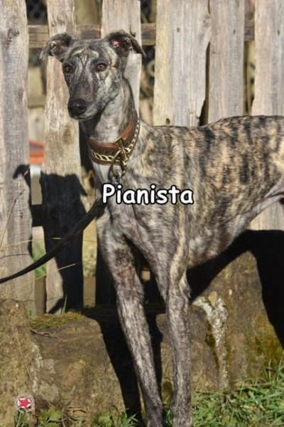 PIANISTA