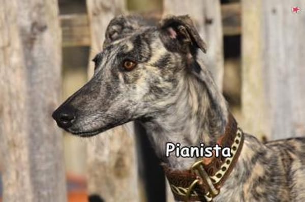 PIANISTA