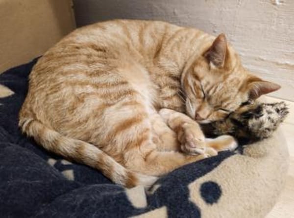 Foxy FeLV+ sucht in Wohnungshaltung