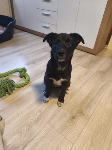 Die süße Bella sucht ihre Famile