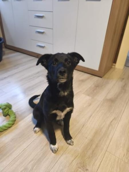 Die süße Bella sucht ihre Famile