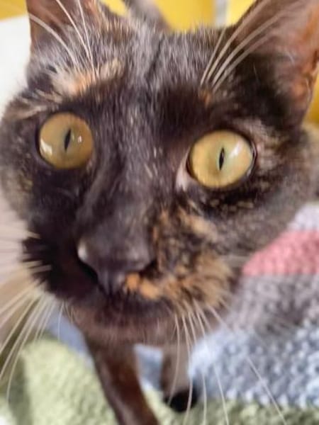 Liebe, junge Katze Aster