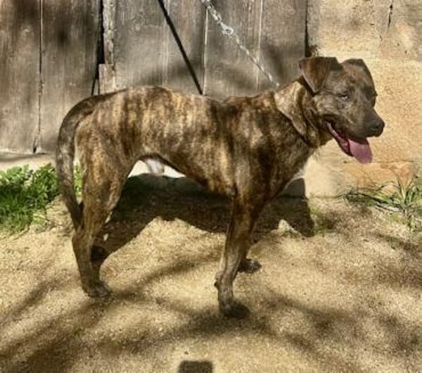 Lieber unkomplizierter Bardino PITI