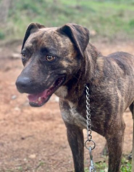 Lieber unkomplizierter Bardino PITI