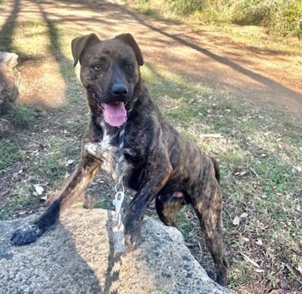 Lieber unkomplizierter Bardino PITI