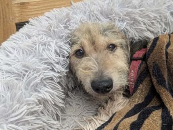 COCO-zauberhafte Hündin, hat Epilepsie