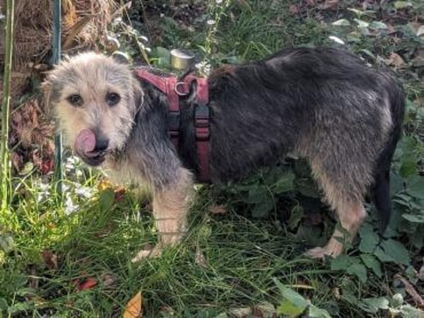 COCO-zauberhafte Hündin, hat Epilepsie