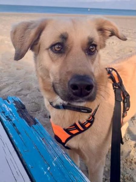 Fanta, geb. 05/2017, 48317 Drensteinfurt