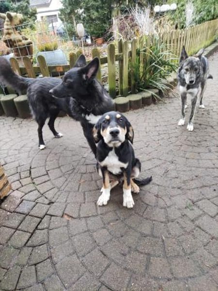 ❤Amadeus - große Pfoten - großes Herz!