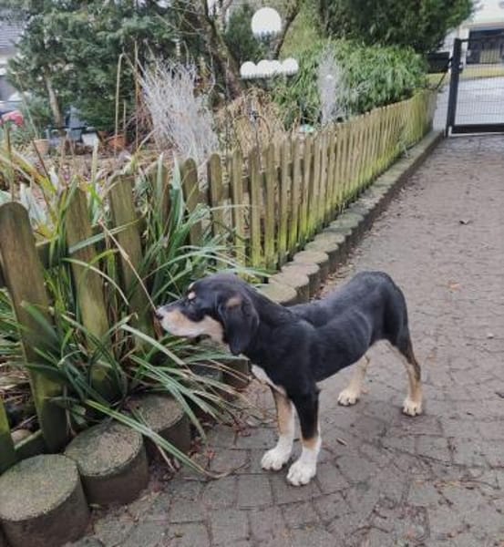 ❤Amadeus - große Pfoten - großes Herz!