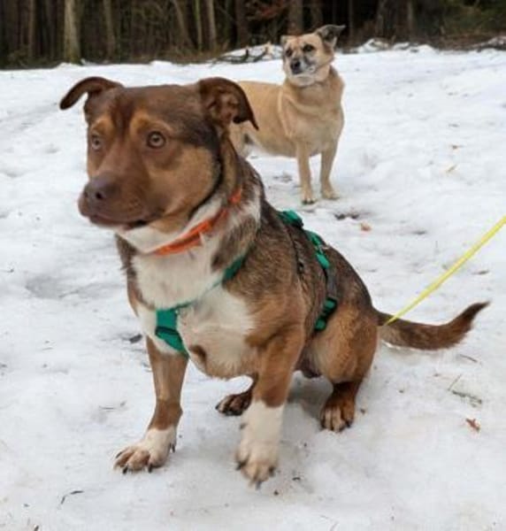 sehr toller Filou auf PS in 91207