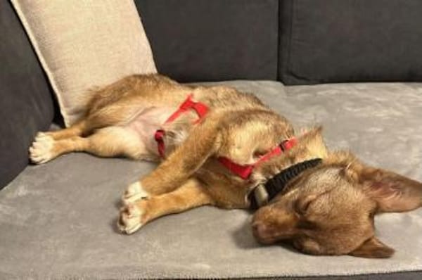 SELMA -Freundliche,sanfte &kleine Hündin