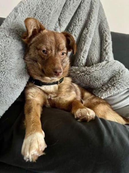 SELMA -Freundliche,sanfte &kleine Hündin