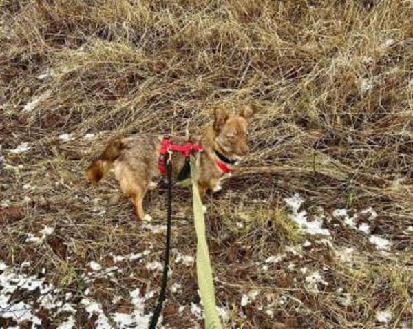 SELMA -Freundliche,sanfte &kleine Hündin