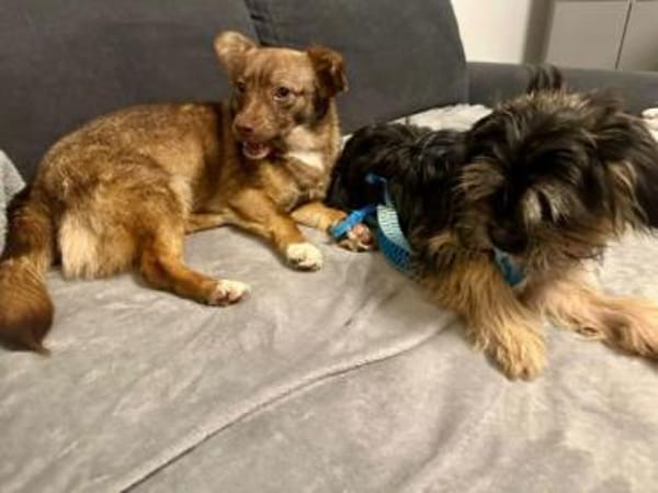 SELMA -Freundliche,sanfte &kleine Hündin