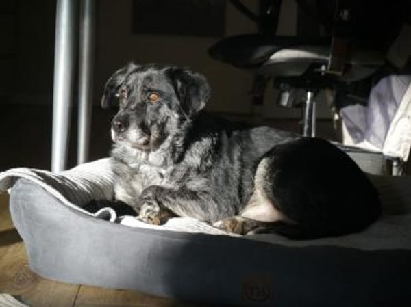 JACKO-liebenswerter Senior-Rüde,51 cm