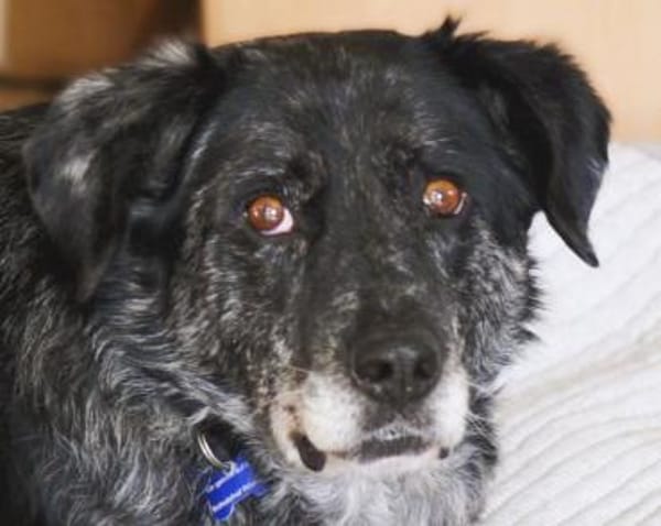 JACKO-liebenswerter Senior-Rüde,51 cm