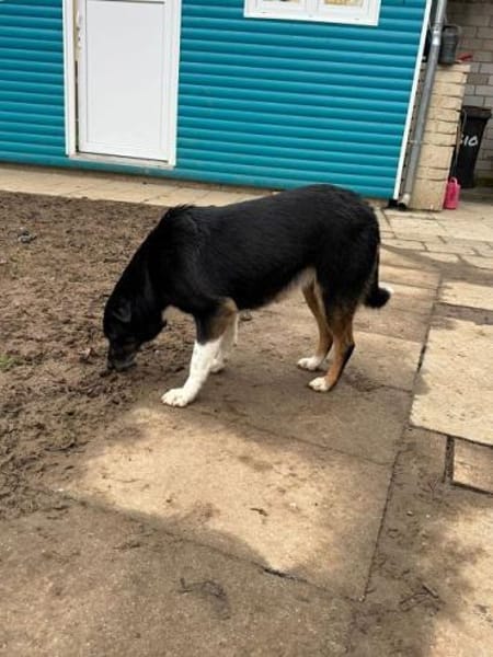 MIMI-verschmuste, hübsche Hündin,49 cm