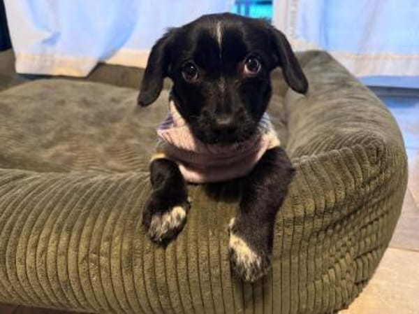 JANNIK-bezaubernder Welpen-Rüde,19 cm