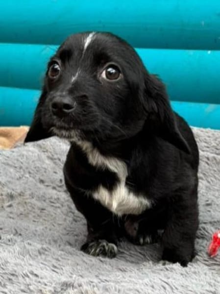 JANNIK-bezaubernder Welpen-Rüde,19 cm