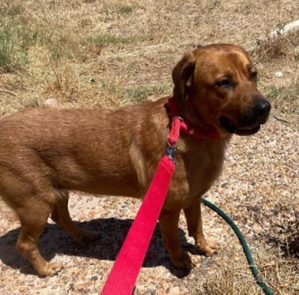 GANESH - Traumplatz für Traumhündin.....
