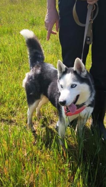 AMARA - junge clevere Husky-Hündin