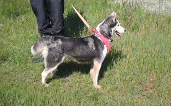 AMARA - junge clevere Husky-Hündin