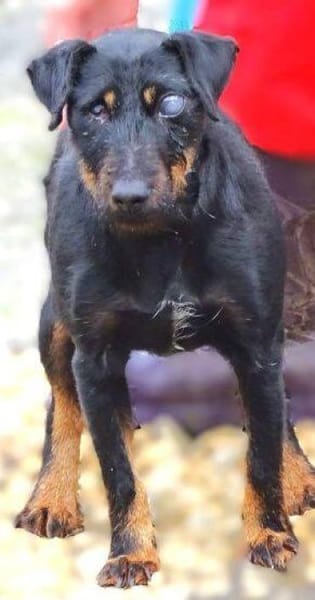 TARA braucht dringend ein Zuhause