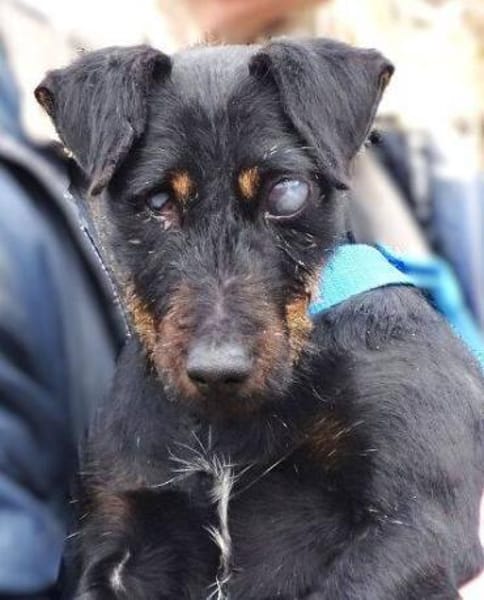 TARA braucht dringend ein Zuhause