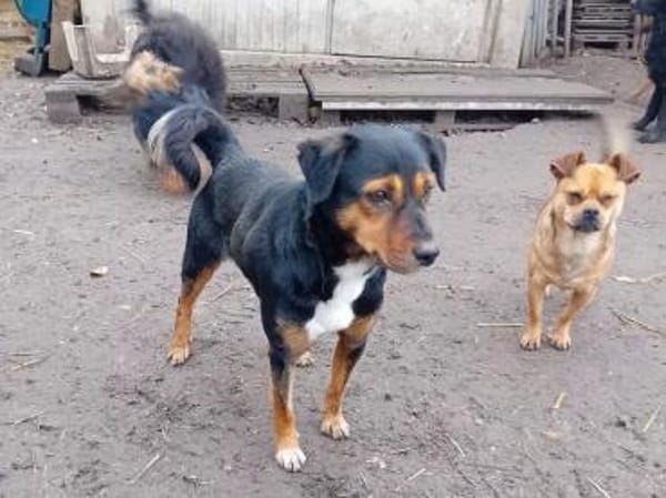 Gomboc möchte wieder eine Familie