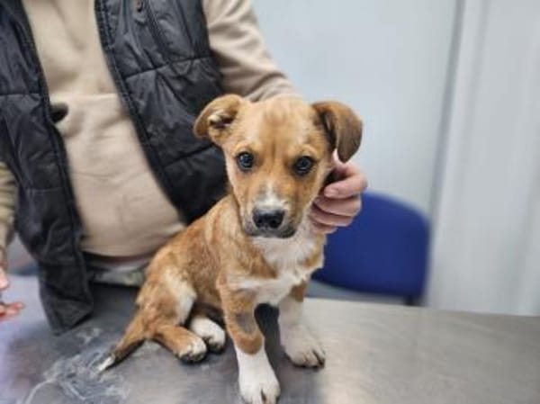 Egun, kleiner Wirbelwind mit großem Herz