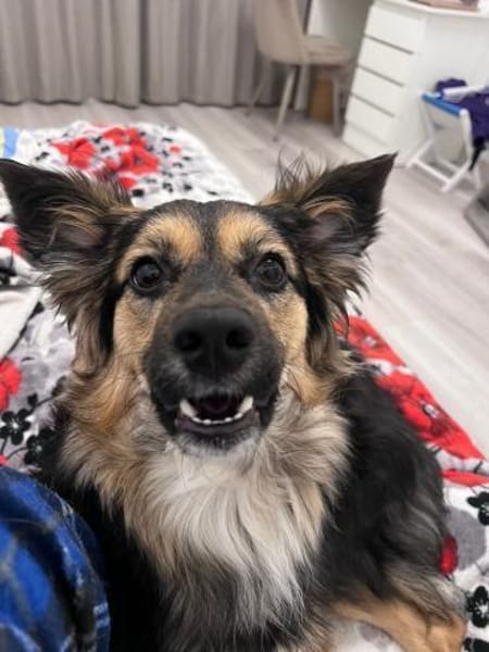 Amy  lebensfrohe junge Hündin such