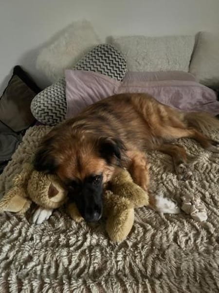 BENJI - einfühlsames ruhiges Zuhause