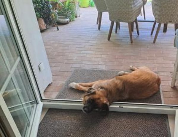 BENJI - einfühlsames ruhiges Zuhause