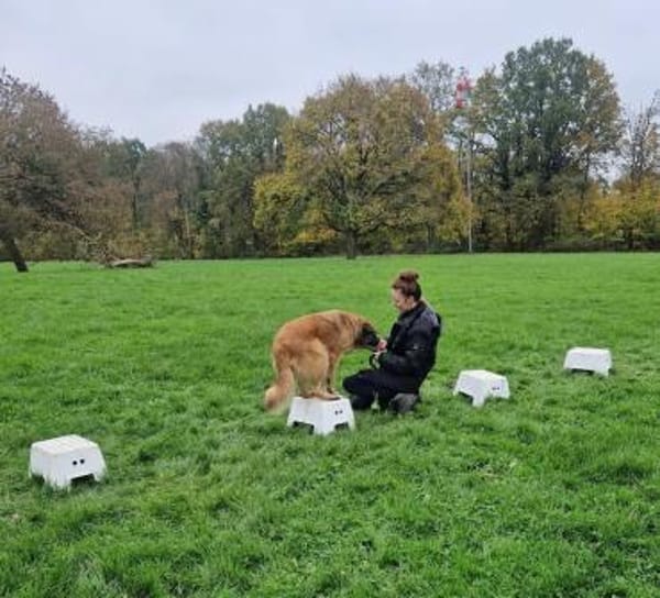 BENJI - einfühlsames ruhiges Zuhause