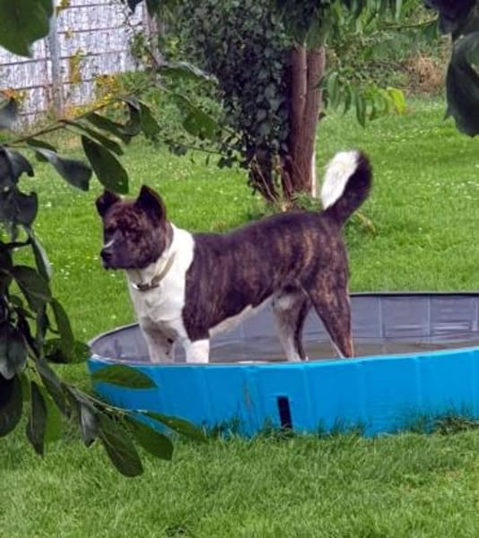 Árész - sensibler Bär