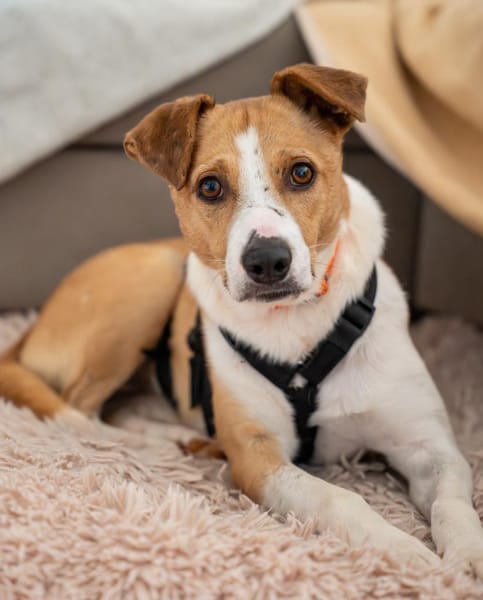 MANDO- sucht liebevolles Zuhause