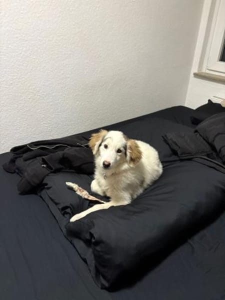 Die liebe Aria sucht ein neues Zuhause