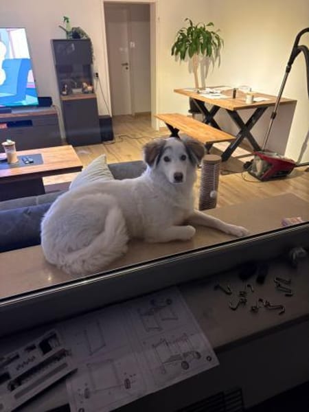 Die liebe Aria sucht ein neues Zuhause